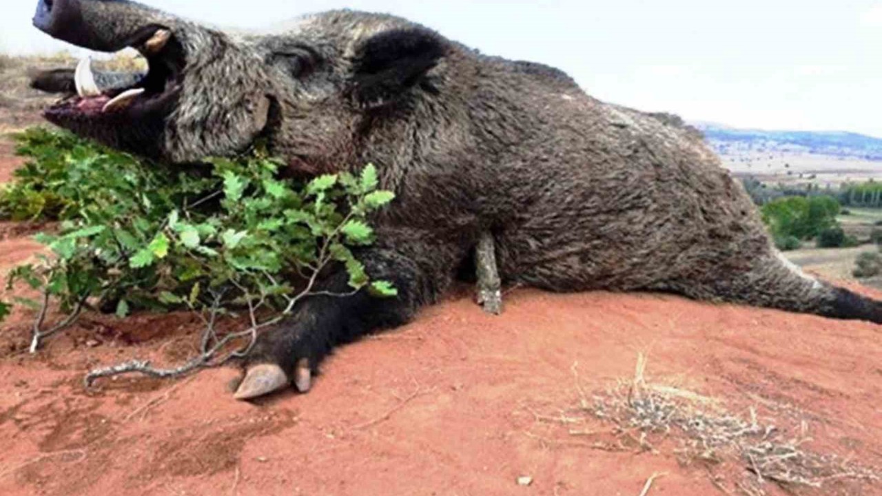 Samsun’da avlanma pulundan 5 milyon TL gelir
