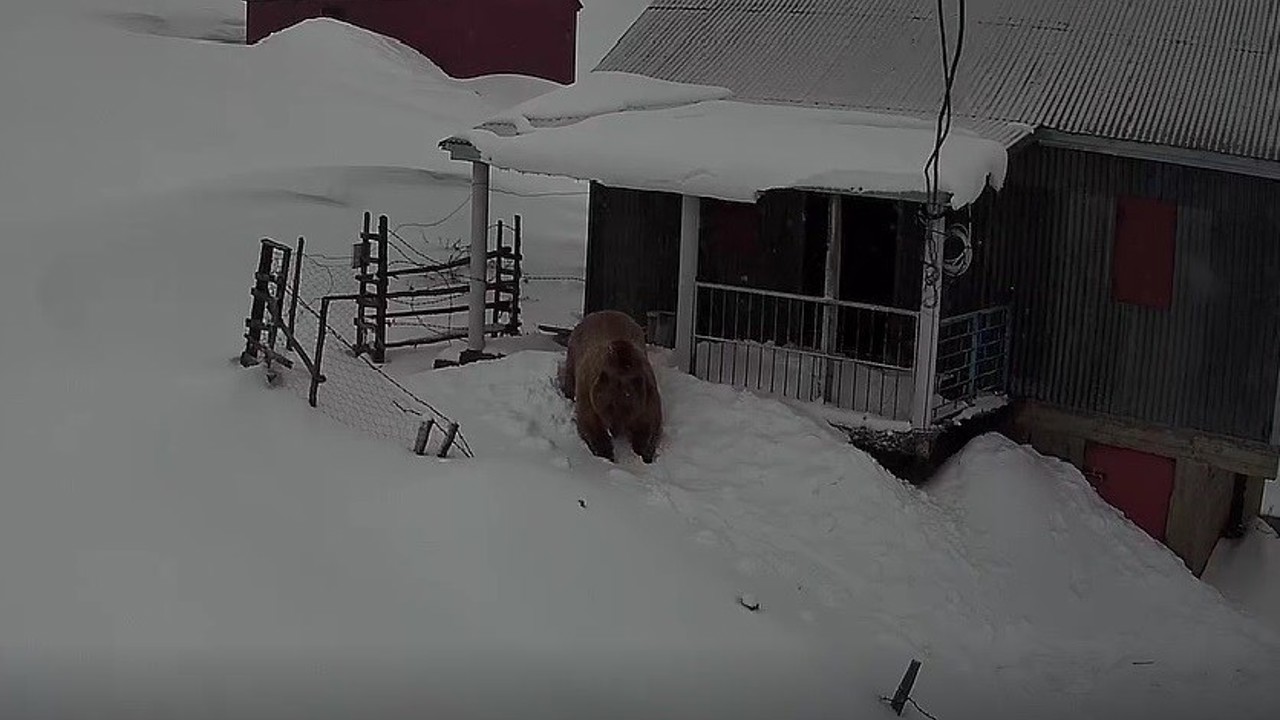 Sis Dağı’nın davetsiz misafiri: Koca ayı evleri mesken tuttu
