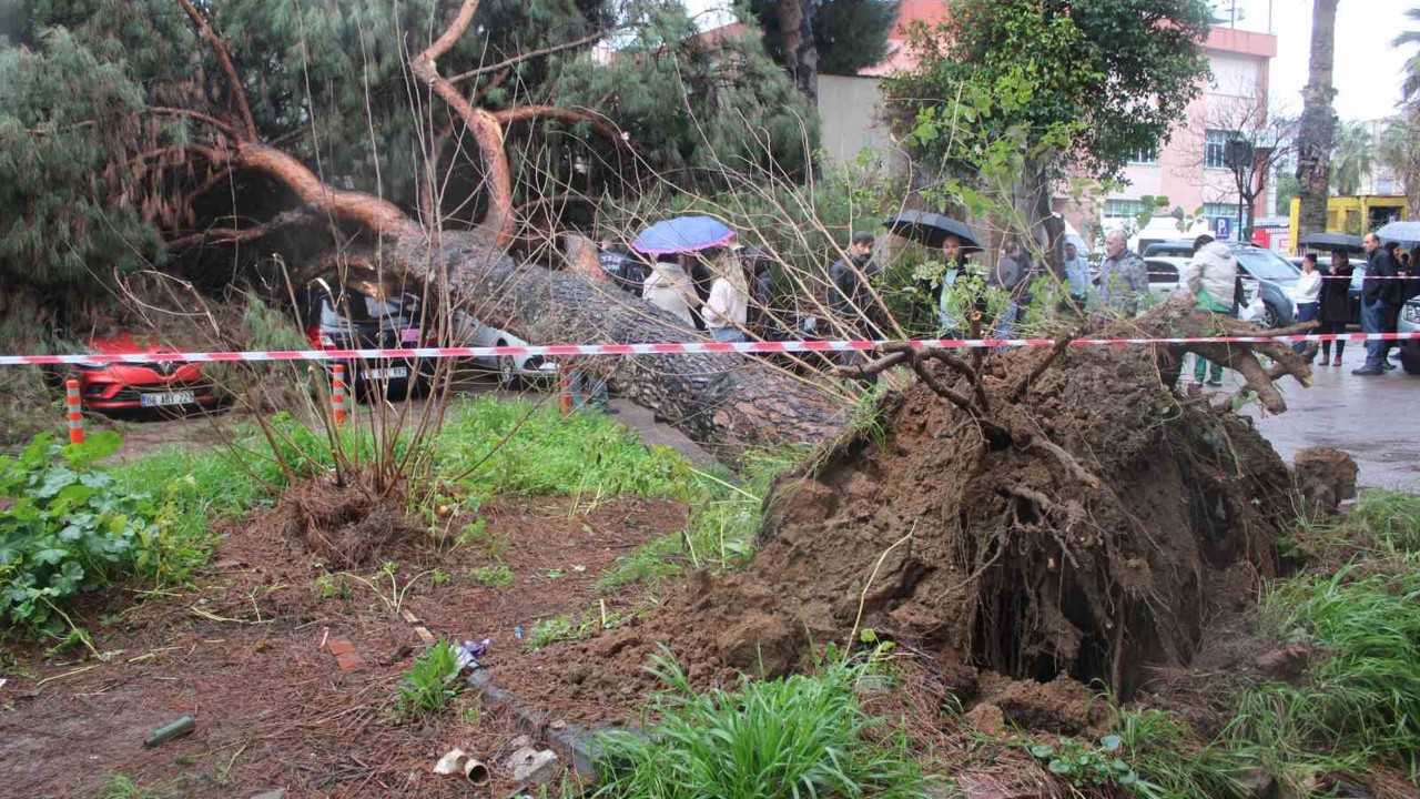 Dev çam ağacı park halindeki araçların üzerine devrildi
