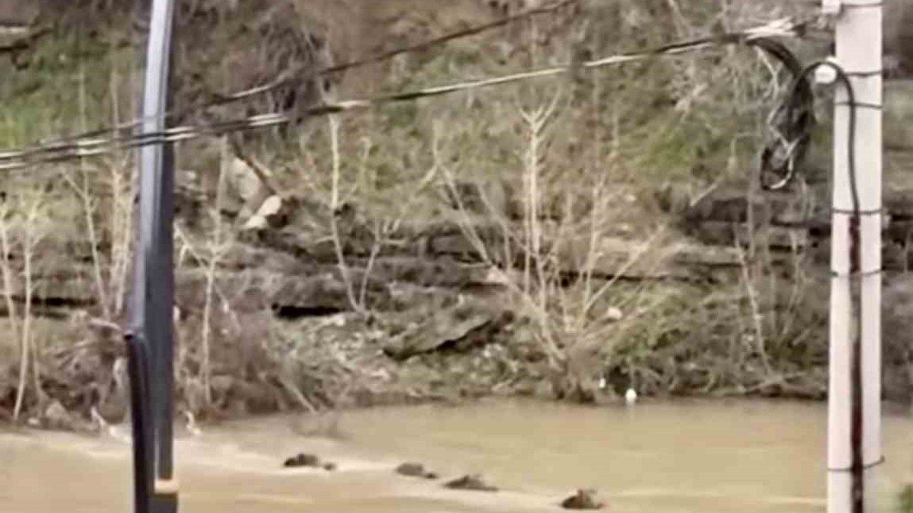 Filyos Çayı’nı yüzerek geçen yaban domuzları kamerada
