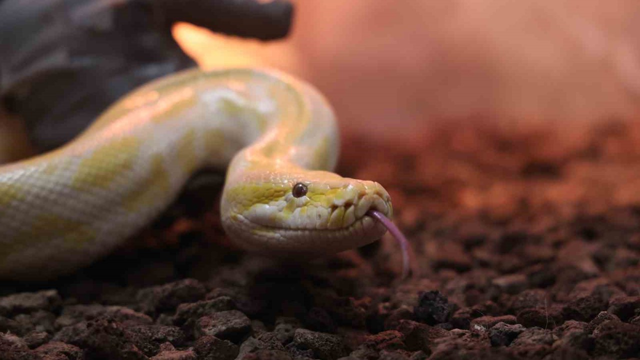 Denizli’de el konulan nesli tehlike altındaki piton Konya’da koruma altına alındı
