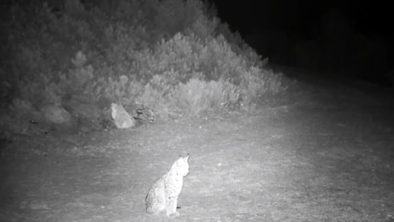 "Ormanın hayaleti" vaşak kamerada
