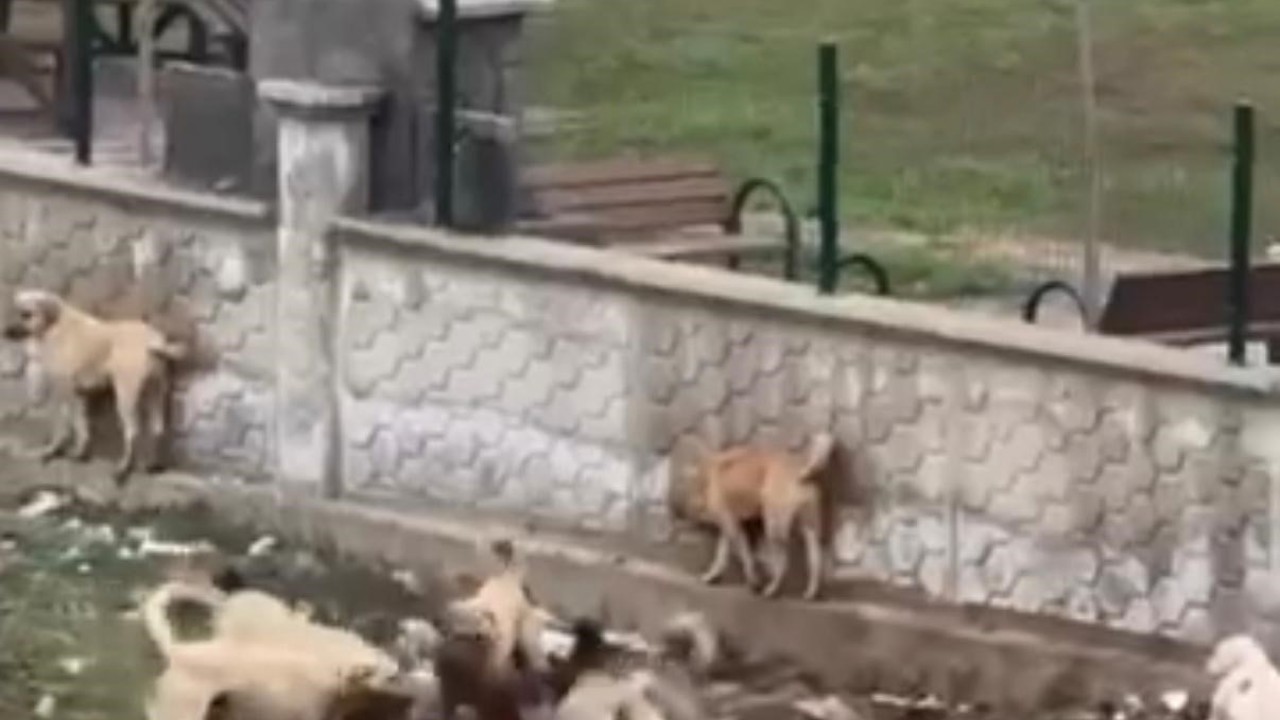 Diyarbakır’da sokak köpeklerinin bir köpeği parçalamaya çalıştığı anlar kamerada

