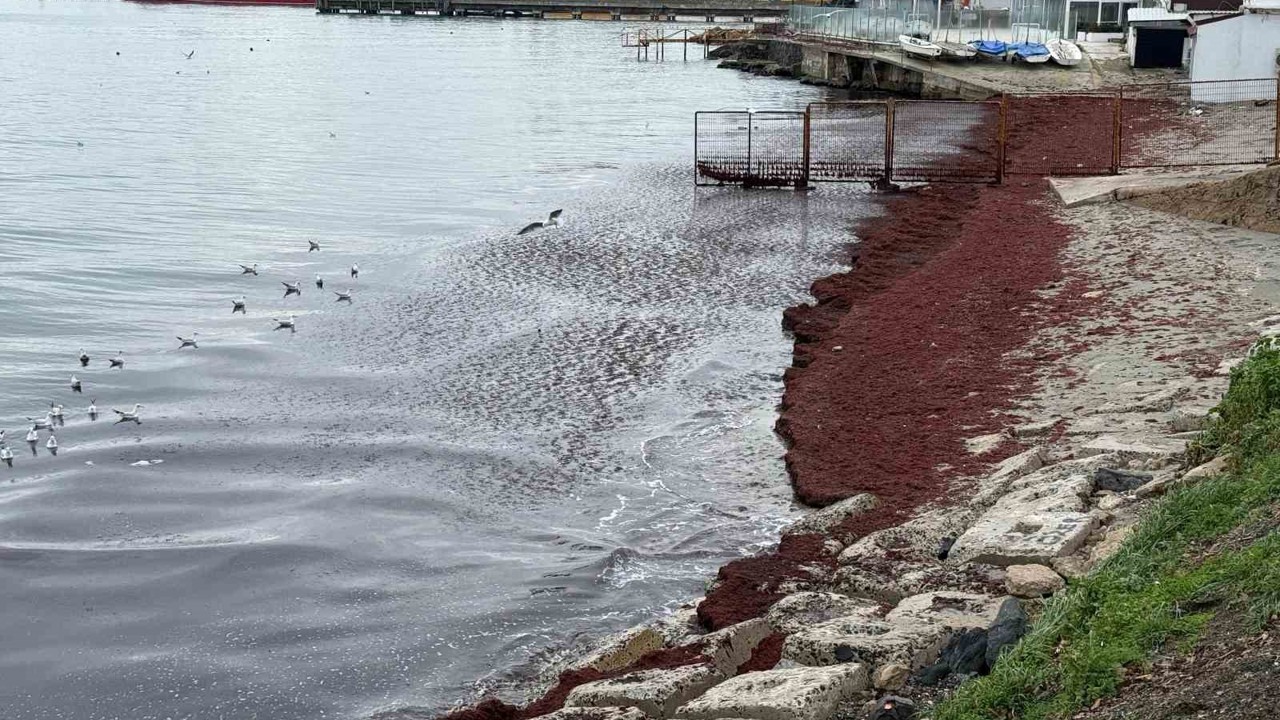 Poyraz sahili kırmızıya boyadı
