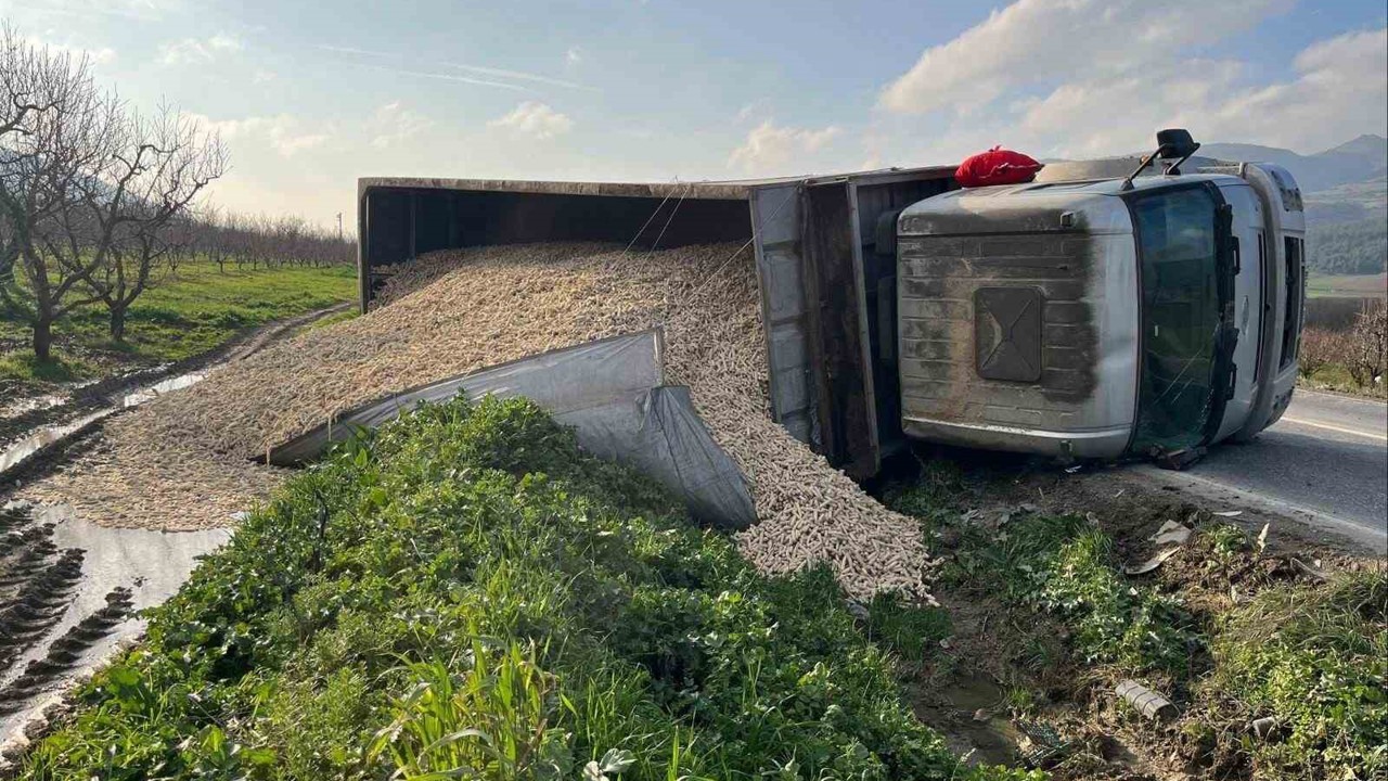 Mısır koçanı yüklü çekici devrildi: 1 yaralı
