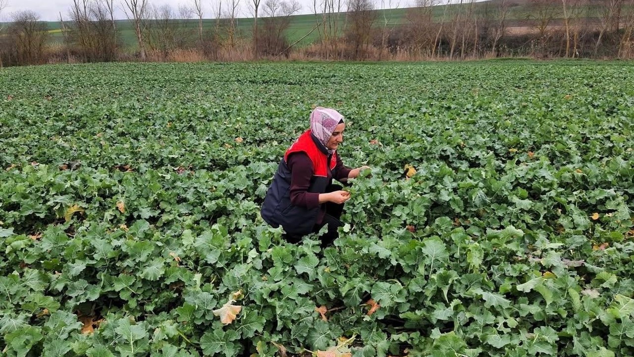 Babaeski’de kanola ekim alanlarında teknik kontrol yapıldı
