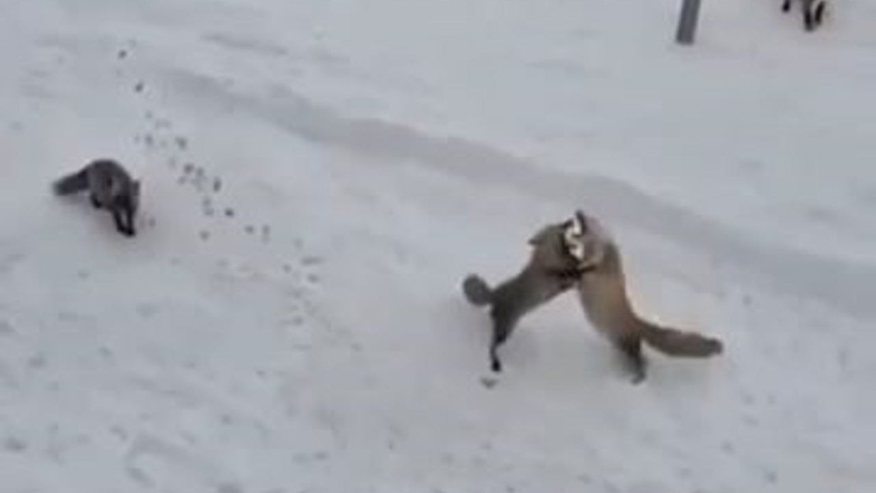 Ardahan’da tilkilerin ’ekmek kavgası’ kamerada
