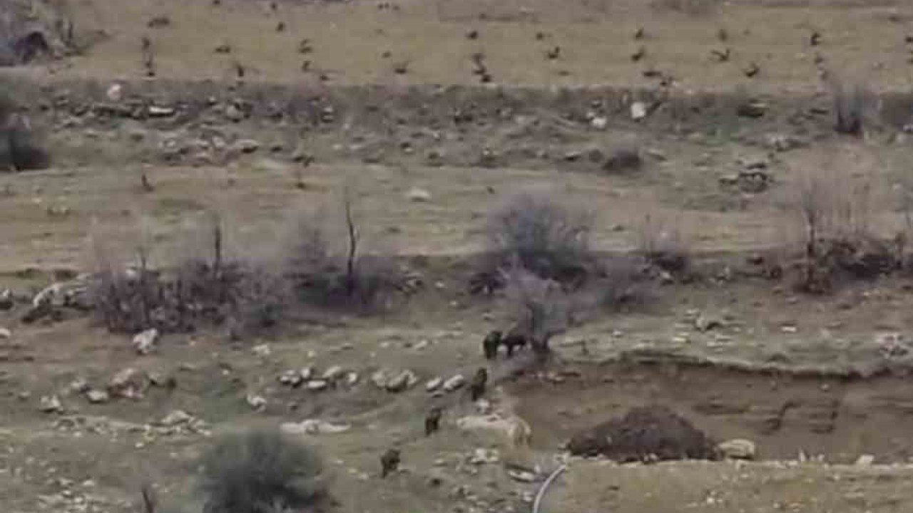 Diyarbakır’da domuz sürüsü yerleşim yerine indi
