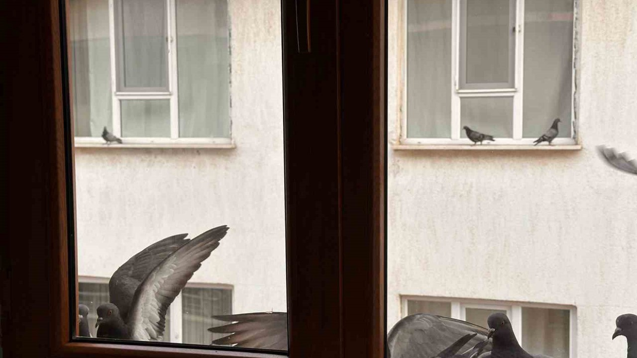 Yürekleri ısıtan davranış: Minik öğrenciden kuşlara ekmek
