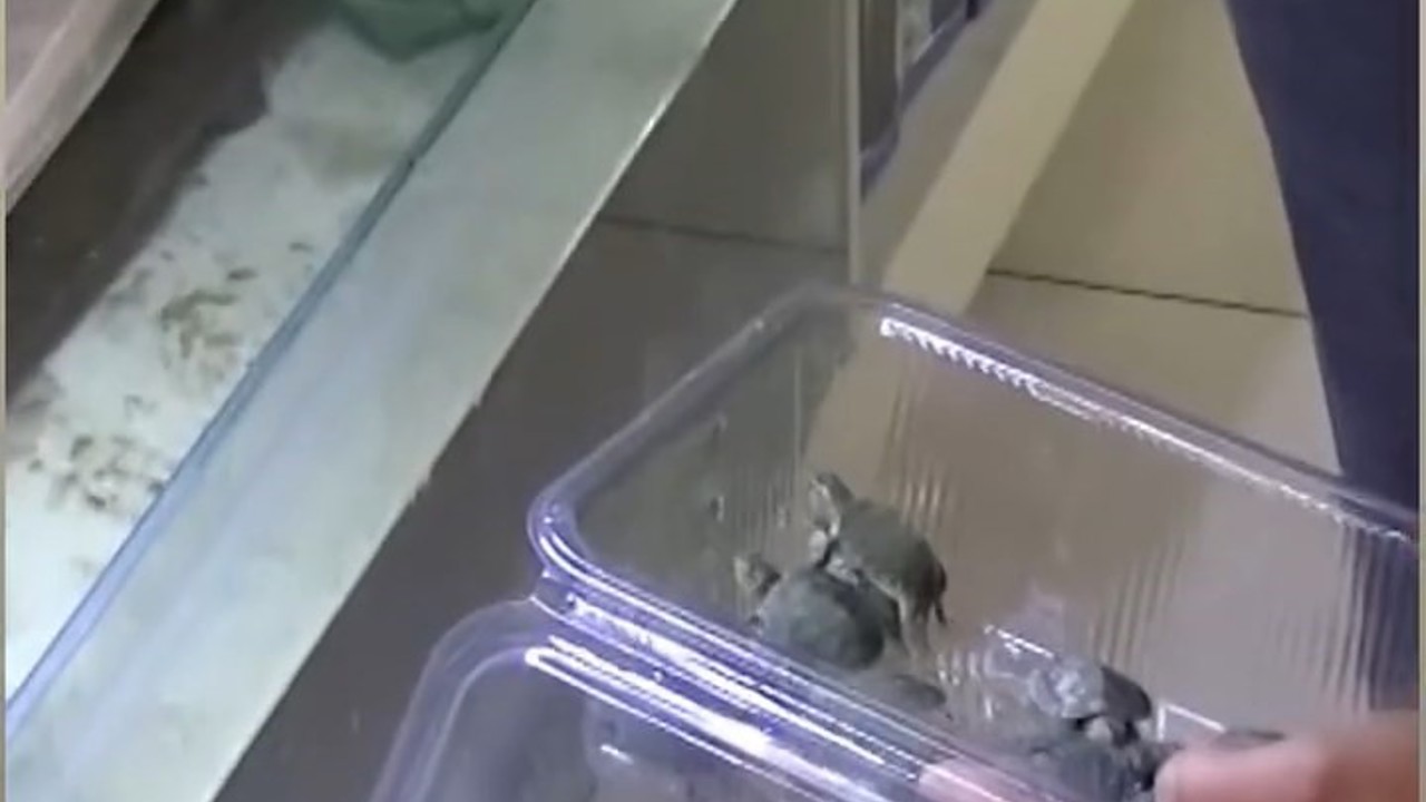 Bursa’da kaplumbağa operasyonu
