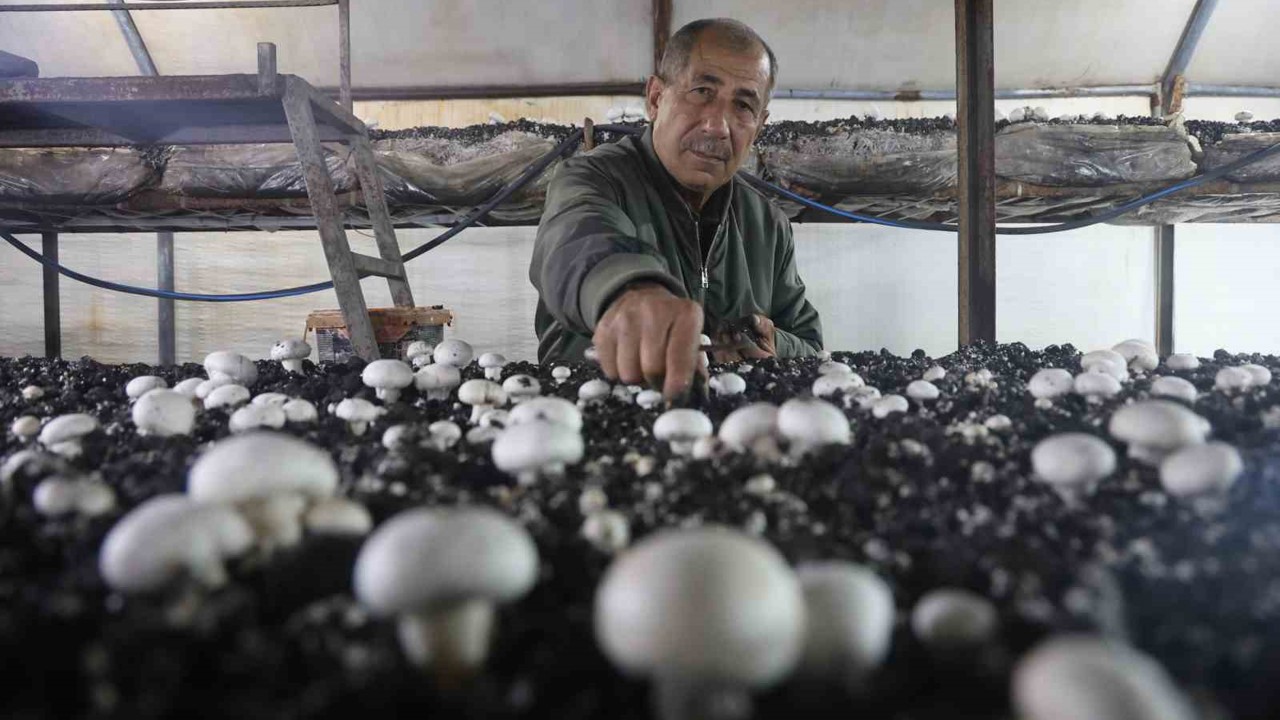 Mantar üreticiliğine ilk adımı ahırda attı, varını yoğunu satıp kurduğu 3 çadırda mantar üretiyor
