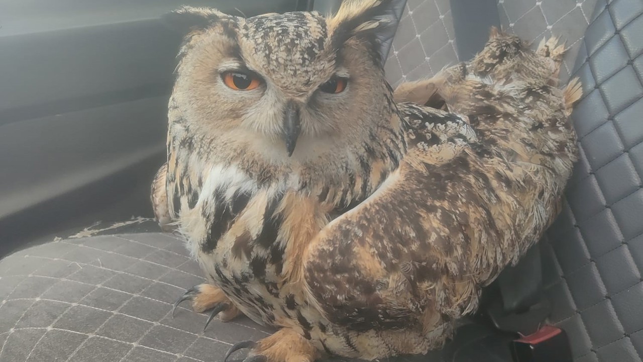 Bayburt’ta bulunan puhuda mantar enfeksiyonu tespit edildi
