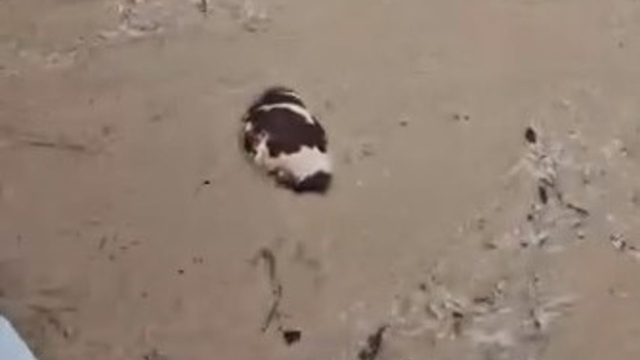 Yatağan’da inek sel sularına kapıldı
