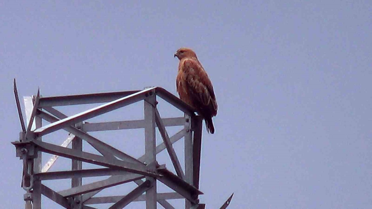 Iğdır’da Kızıl Şahin görüntülendi
