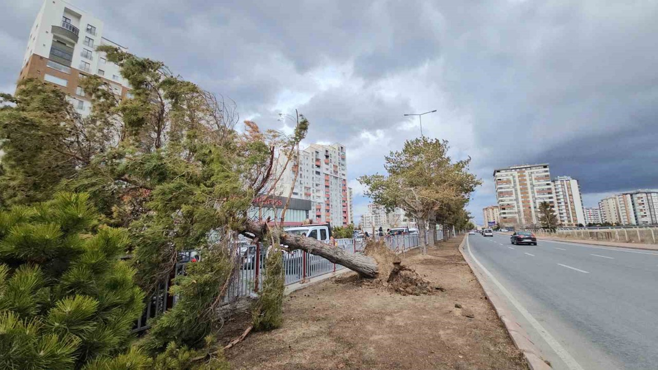 Kayseri’de şiddetli rüzgar ağacı kökünden söktü
