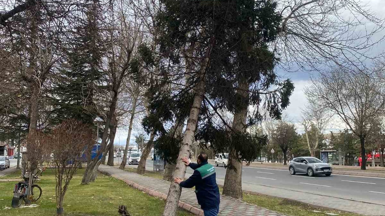 Rüzgardan devrilen ağaçlar temizleniyor
