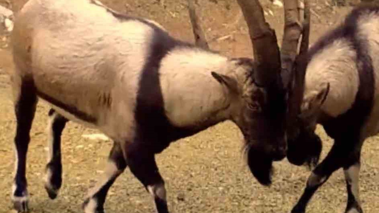 Antalya’da yaban hayatı fotokapanlara yansıdı
