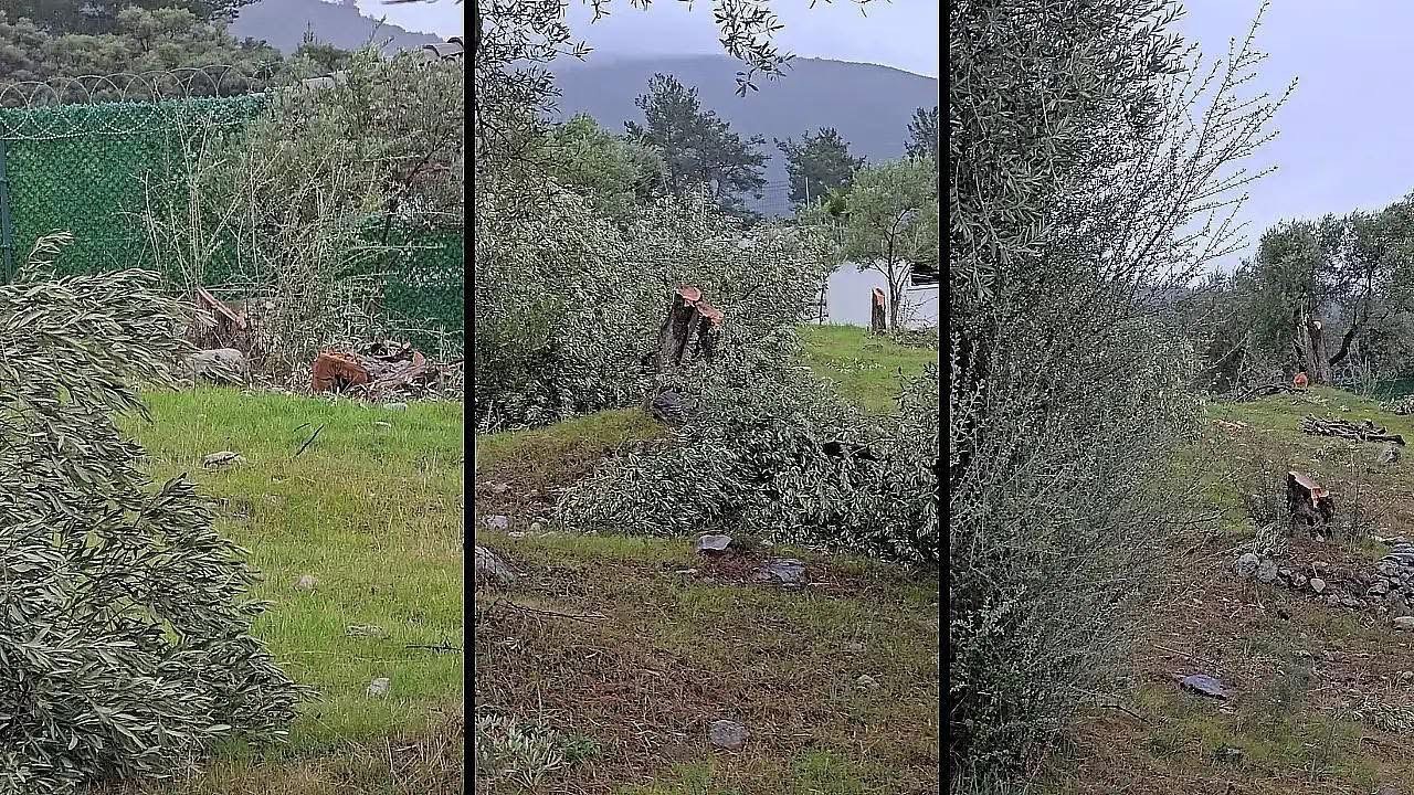 Muğla’da "zeytin kesim" tartışmasına, valilik soruşturma başlattı
