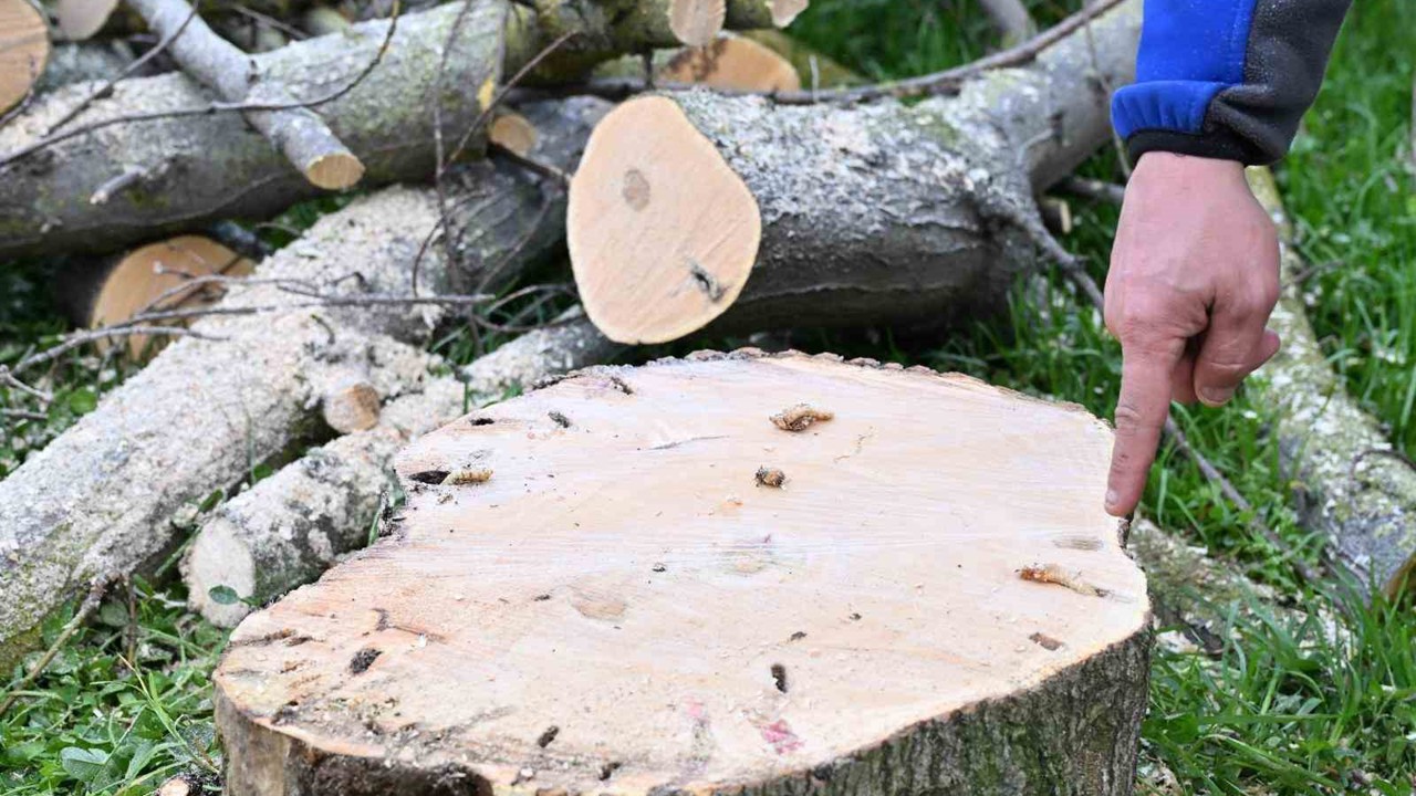 Gaziosmanpaşa’da teke böceği ile mücadele kapsamında yeşil dönüşüm
