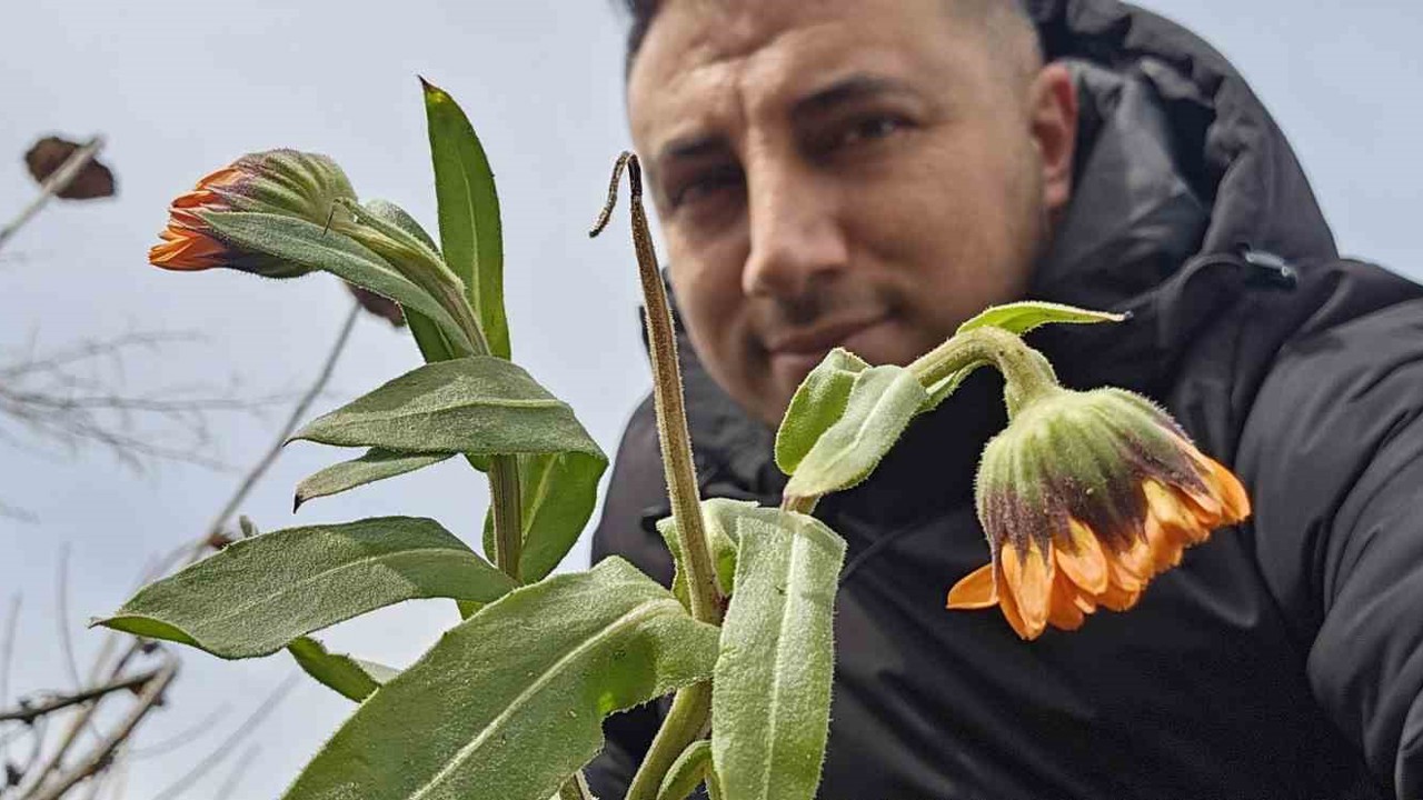 Karın başkenti Bitlis’te şubat sürprizi: Çiçekler karlar arasında açtı
