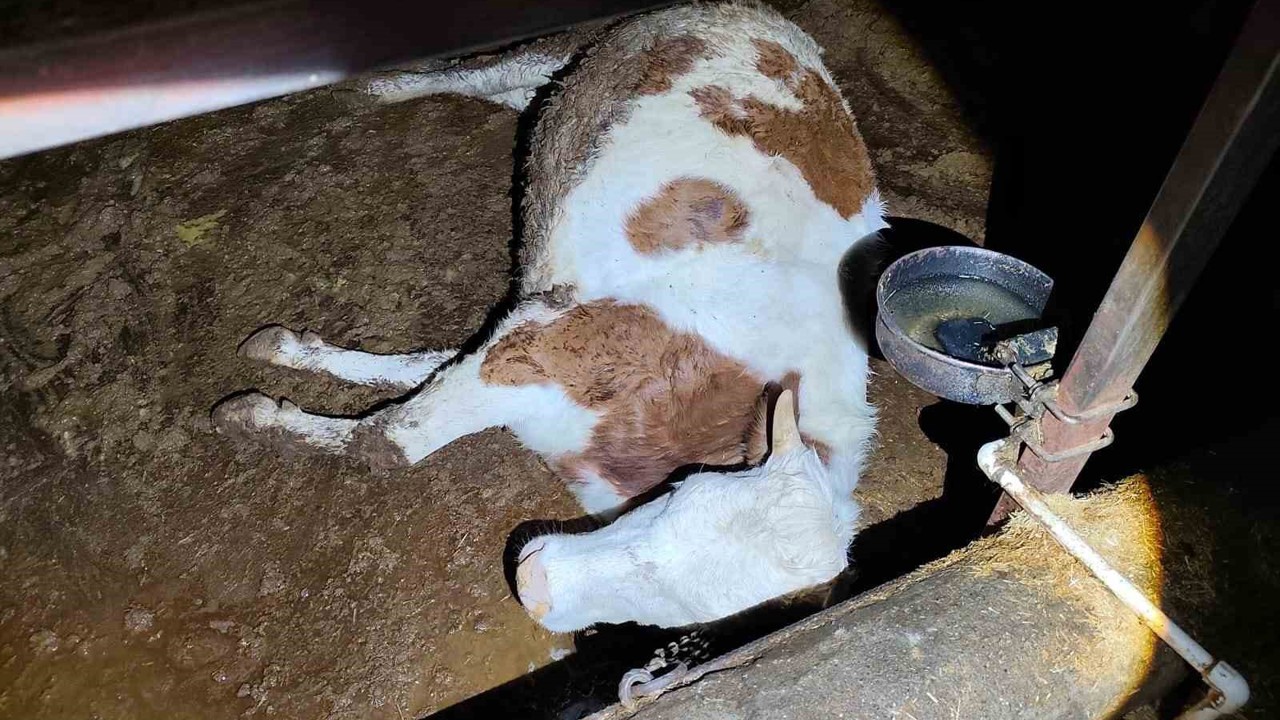 Elektrik kaçağı 8 büyükbaş hayvanı telef etti
