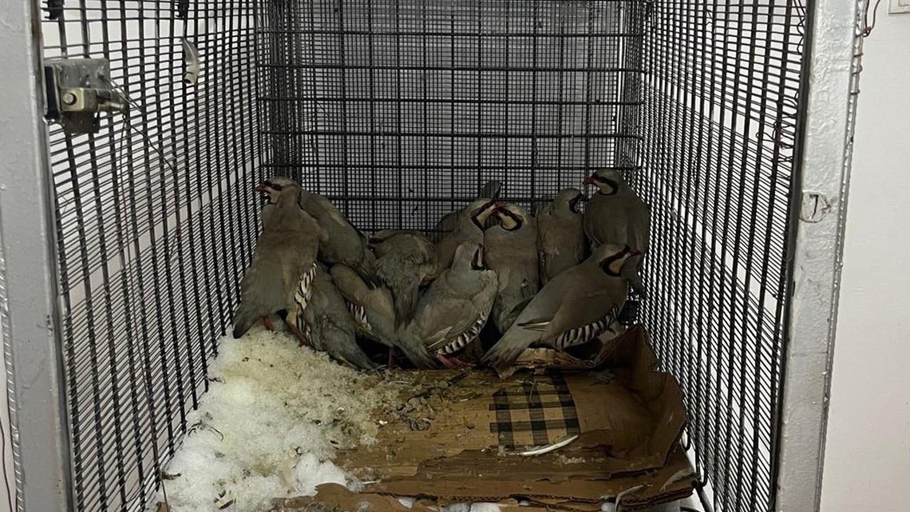 Van’da keklik avına 75 bin 303 TL idari para cezası
