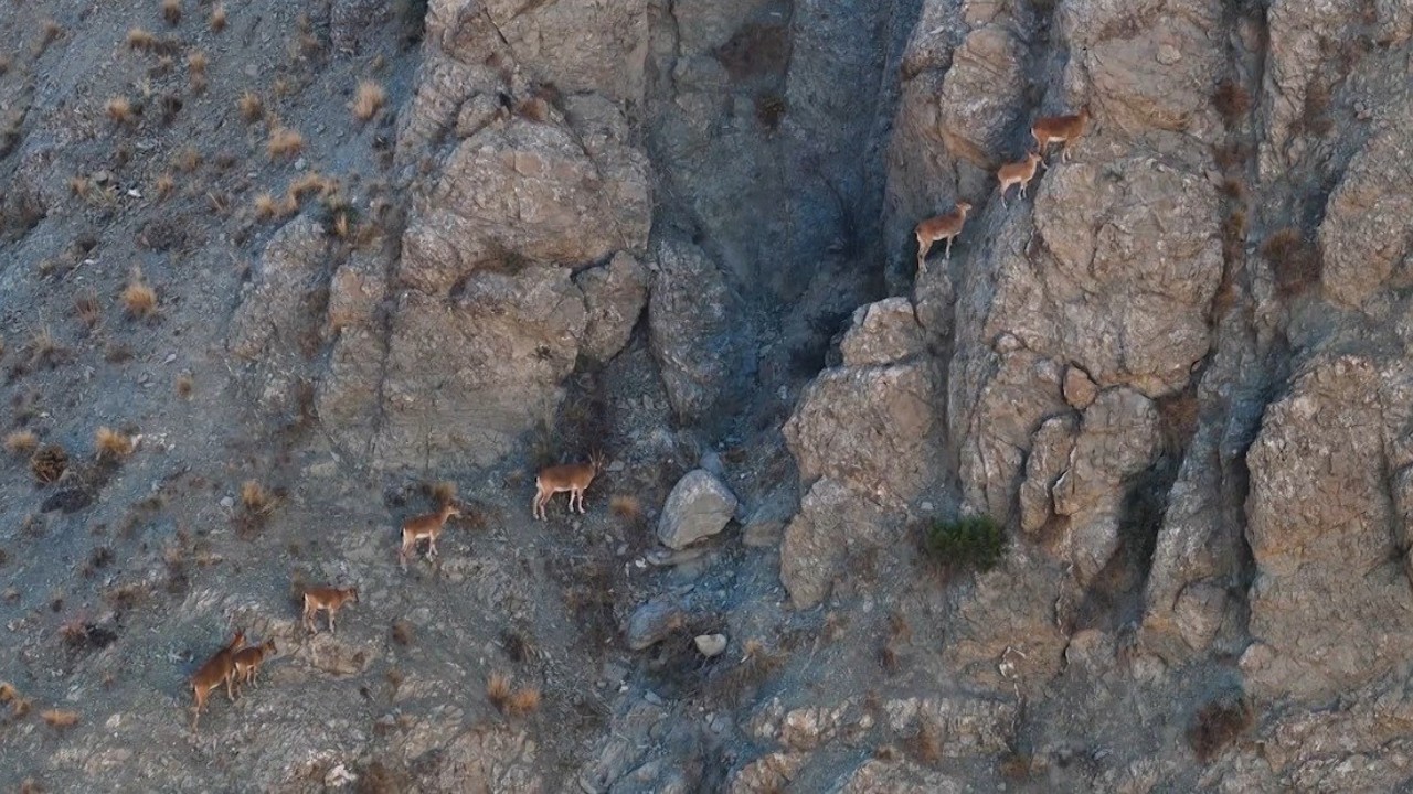 Munzur’un sarp kayalıklarında yaban keçileri

