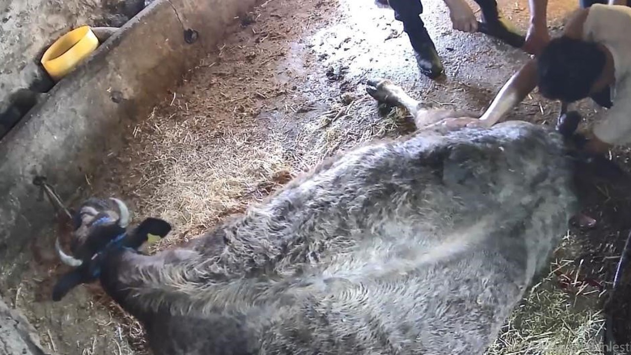 Doğum yapmakta zorlanan ineği sezaryen yapan S.T.’den açıklama: Çağırdılar insanlık namına yardımcı oldum
