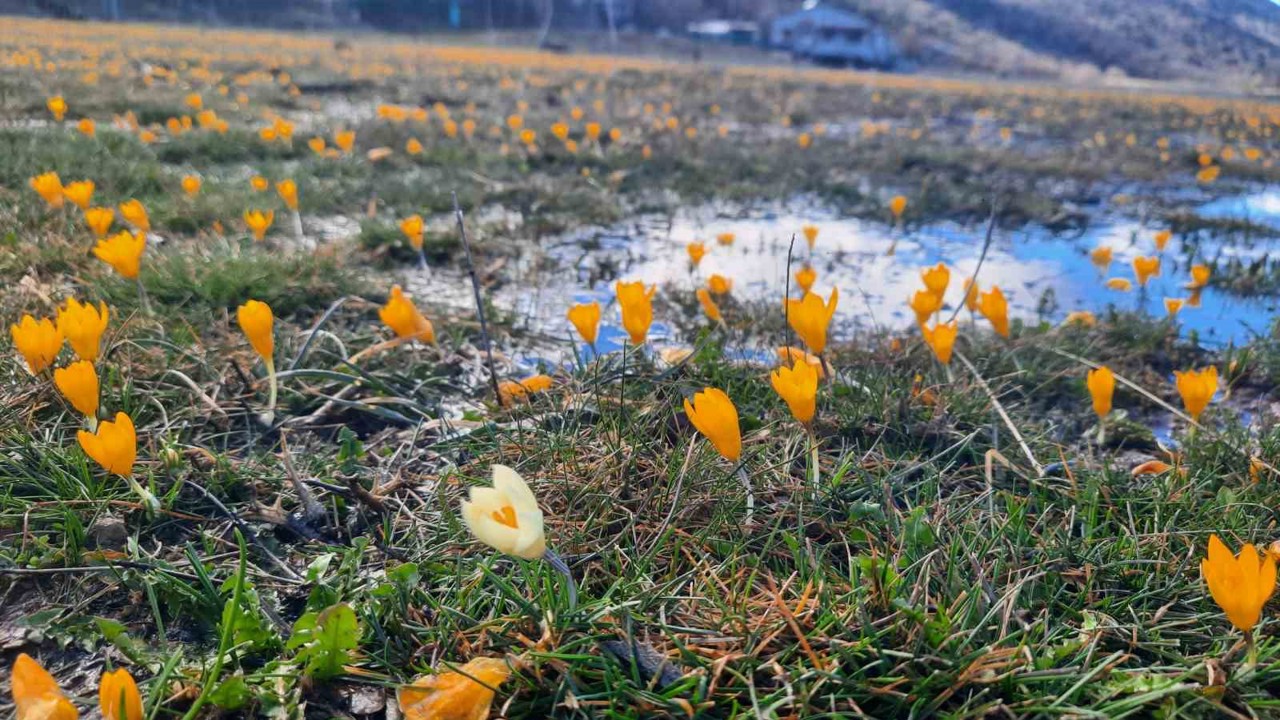 Çiğdemlerin açtığı Bartlı Yaylası’nda görsel şölen
