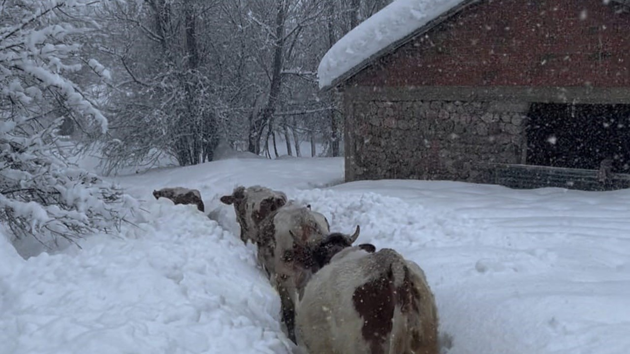 Tunceli’de kar kalınlığı 1,5 metreyi aştı: İnekler karda kayboldu
