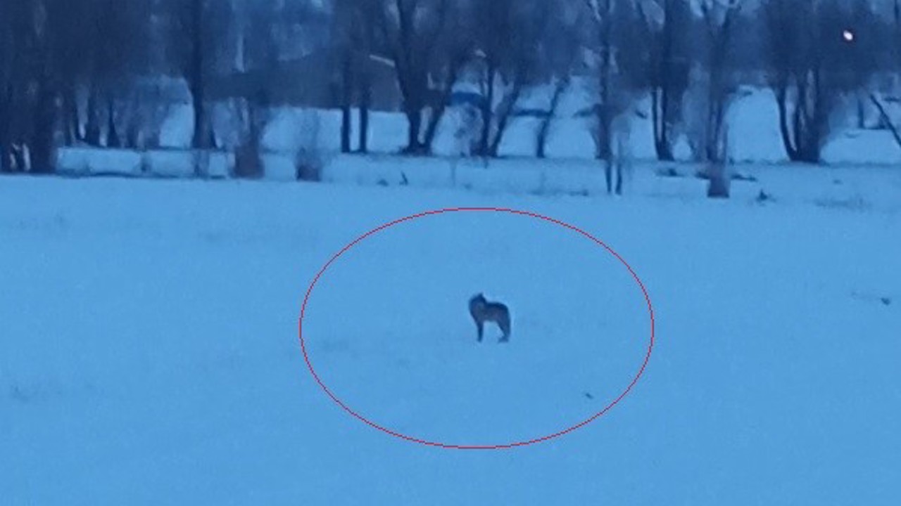 Bayburt’un Arpalı beldesinde 3 kurt görüldü

