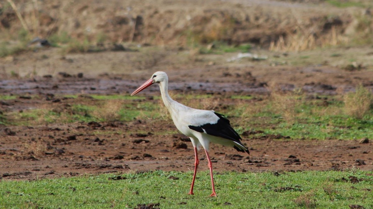 Aydın’da ilk leyleği gördü, bir çuval unu kaptı
