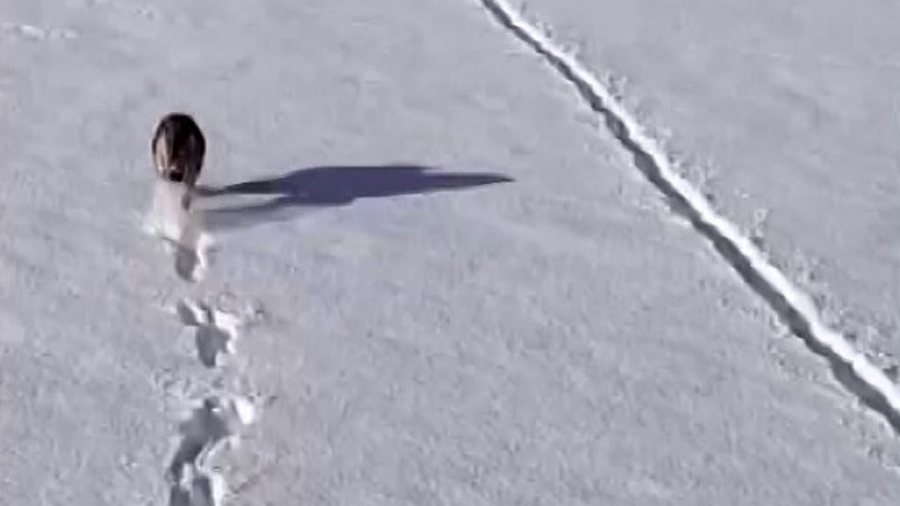 Kurtlar karlı arazide ağzında kemikle görüntülendi
