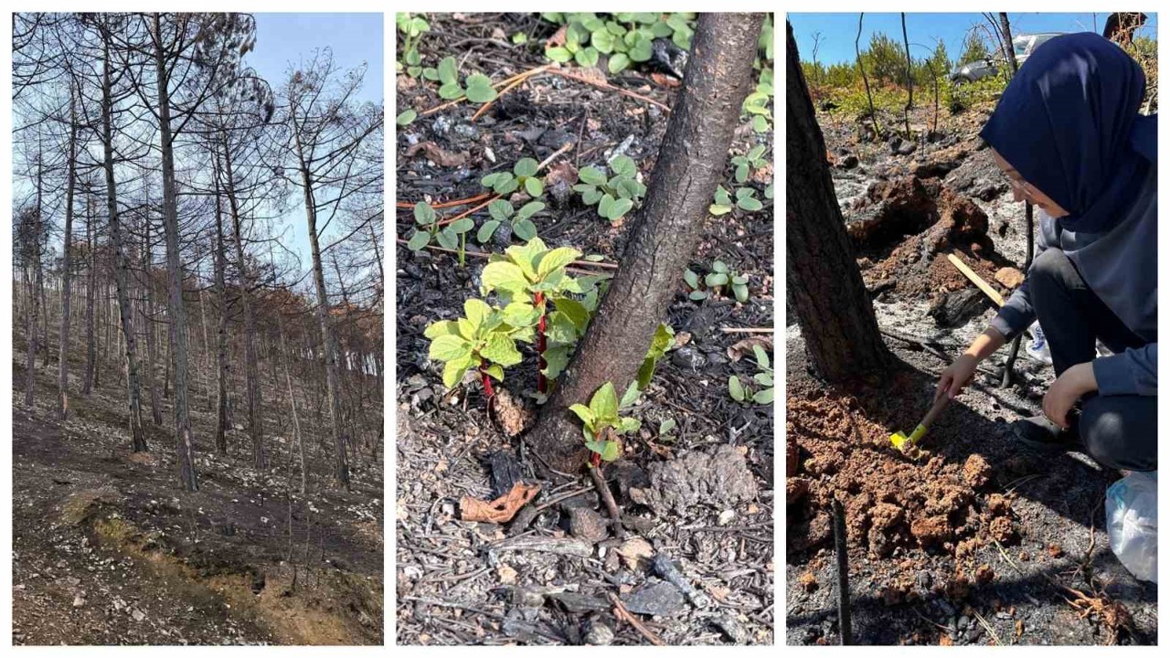 KBÜ yangın sonrası ekolojik süreci araştıracak
