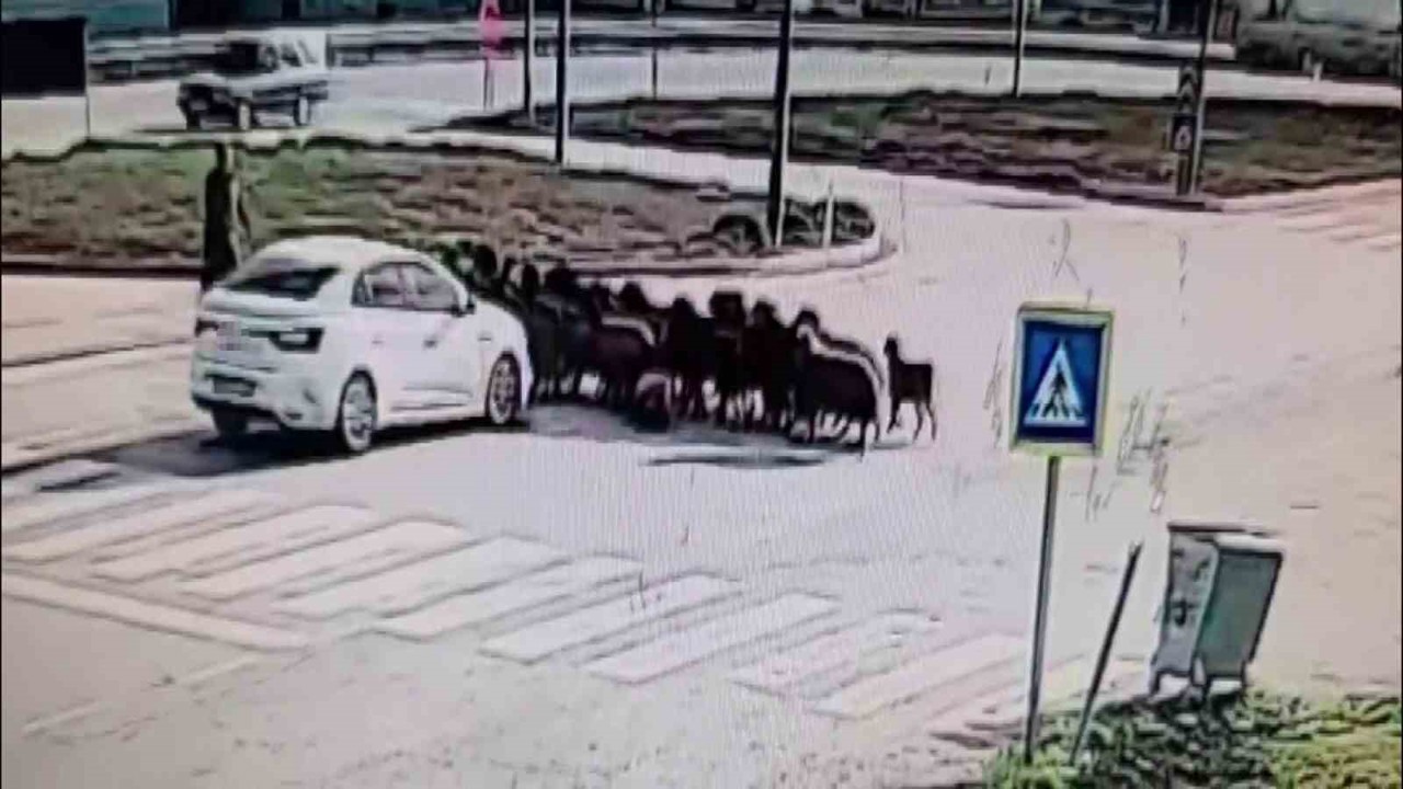 Otomobilin koyun sürüsünün arasına daldığı anlar kamerada
