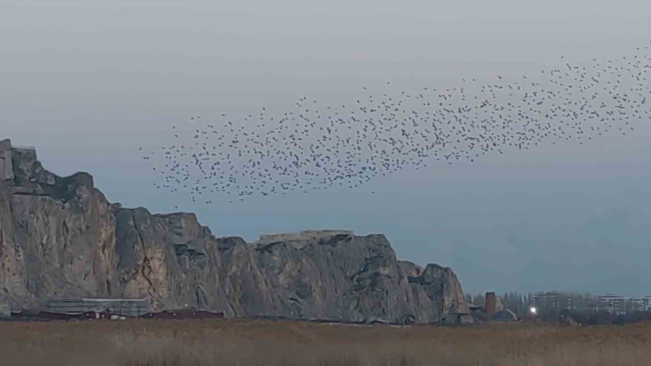 Gökyüzünde dans: Van Kalesi’nde sığırcık şöleni
