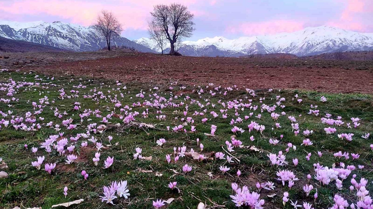 Elazığ’da baharın habercisi çiğdemler erken açtı
