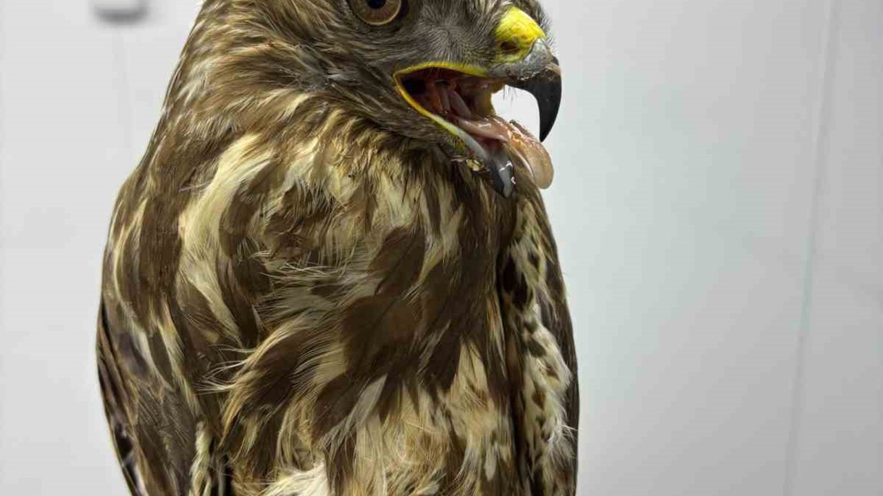 Göç yolunda yorgun düşen hayvanların yardımına köylüler yetişiyor
