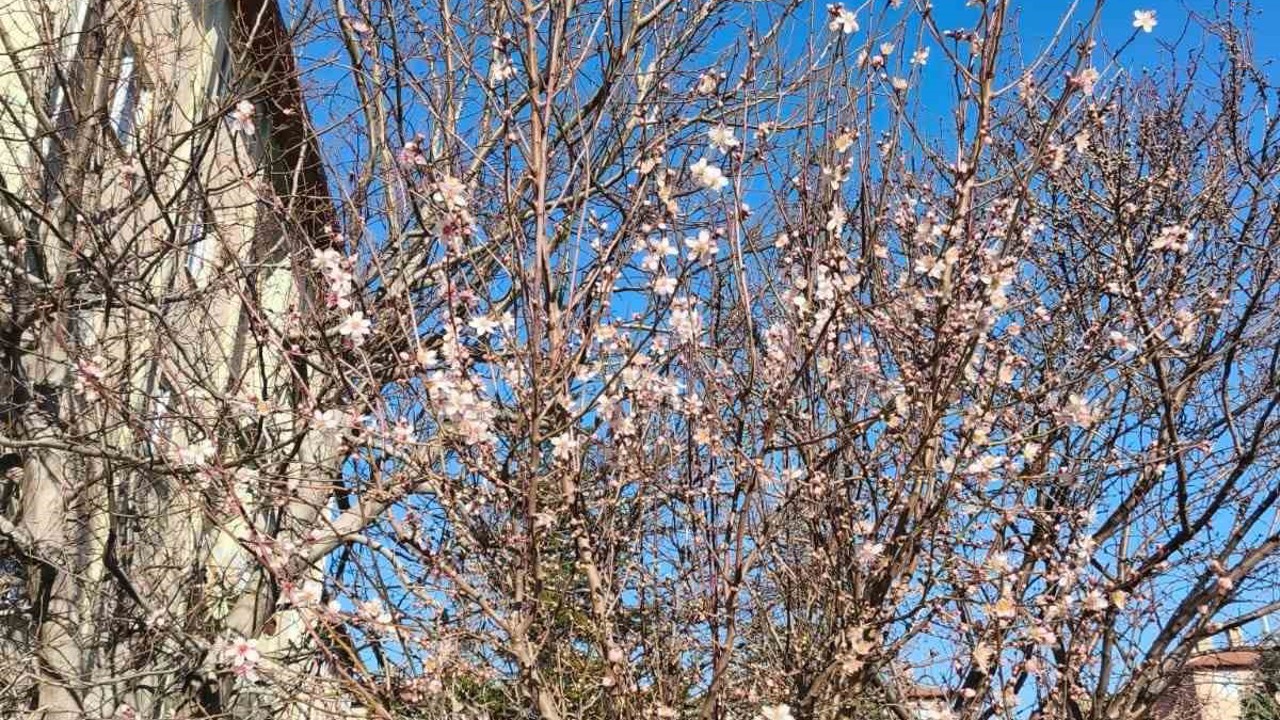 Yalancı bahara aldanan ağaçlar şubat ortasında çiçek açtı
