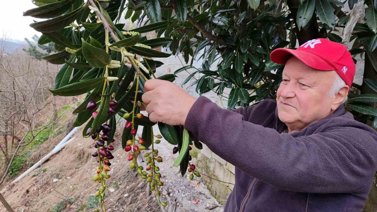 Kış ortasında yalancı bahara aldanan karayemiş ve dut ağaçları çiçek açıp meyve verdi
