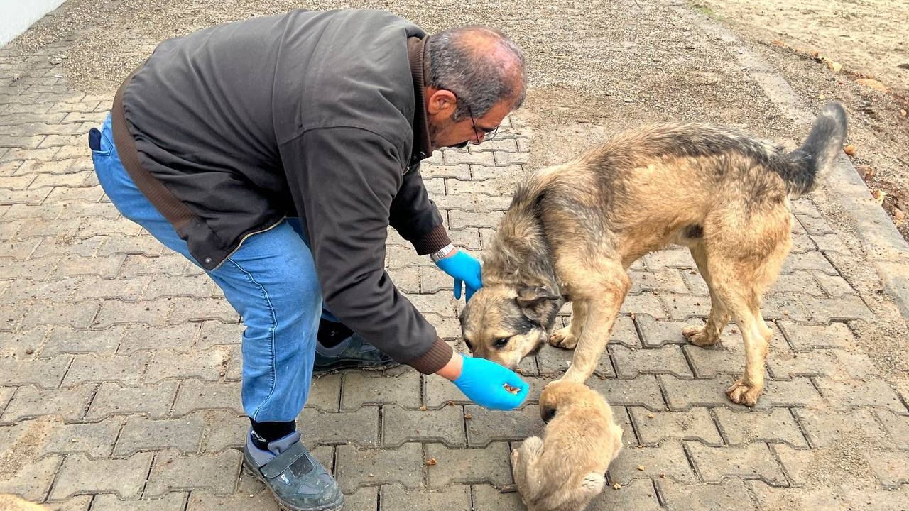 Yemek artıkları mamaya dönüşüyor

