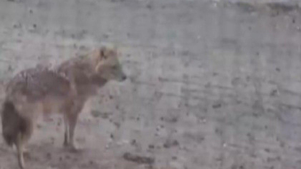 Yiyecek arayan kurt yerleşim yerine indi
