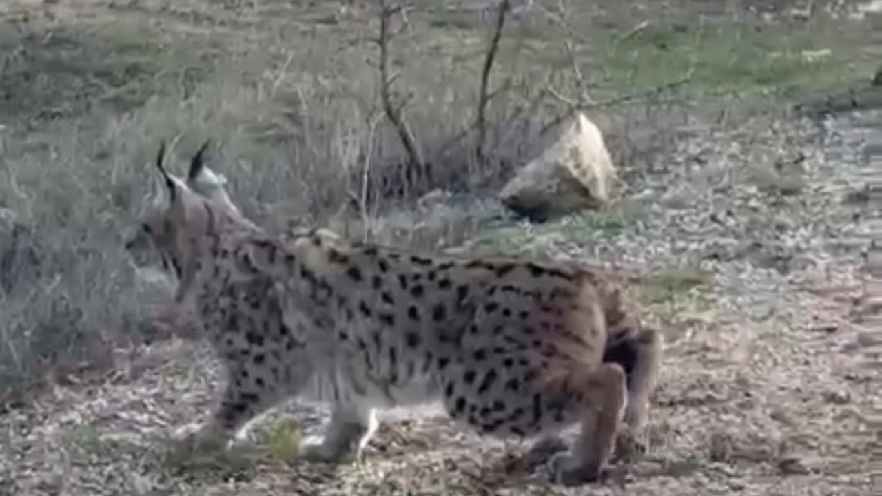 Nallıhan’da nesli tükenmekte olan vaşak görüldü
