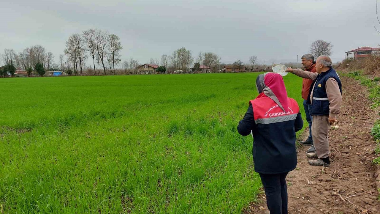 Çarşamba’da fenolojik gözlem ve destekleme çalışmaları
