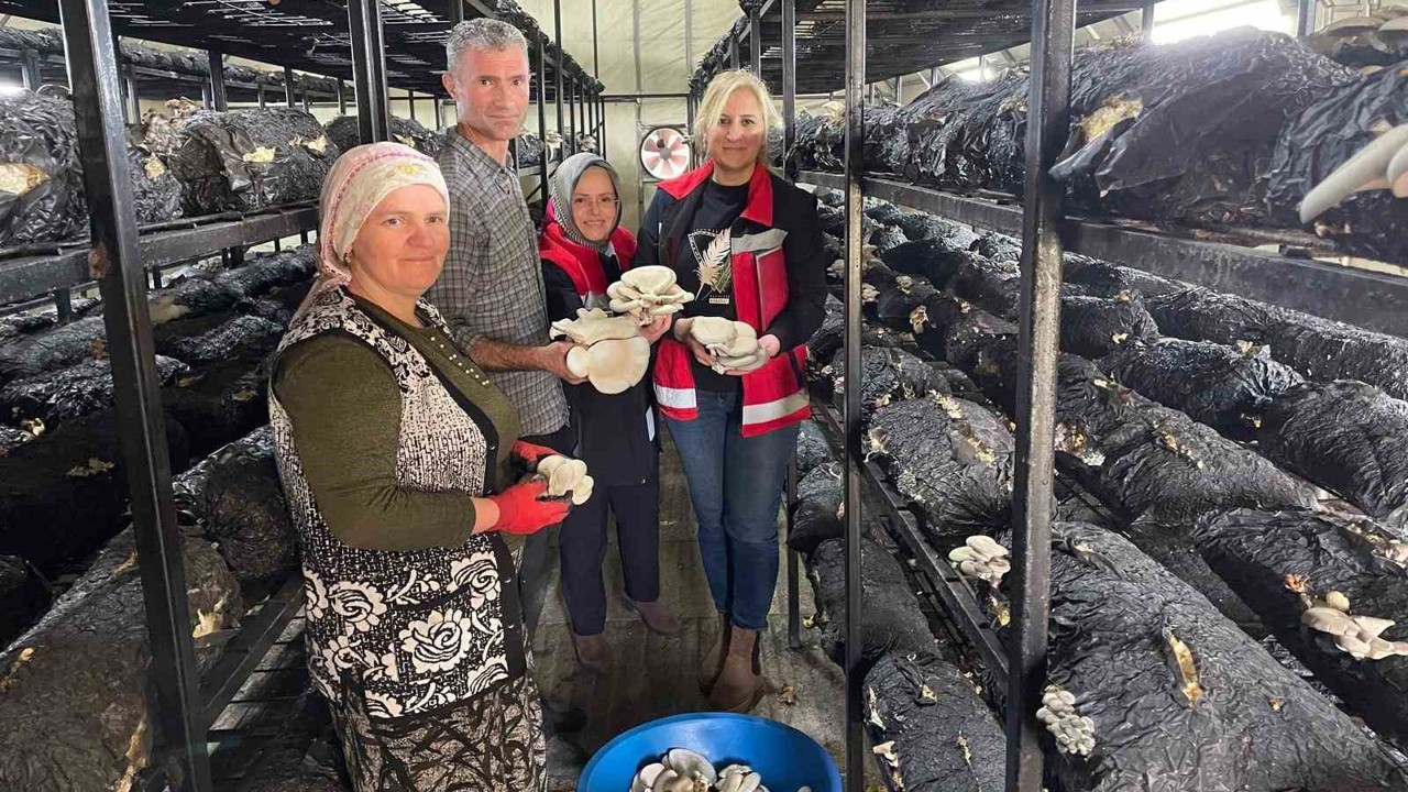 Çarşamba’da mantar hasadı etkinliği
