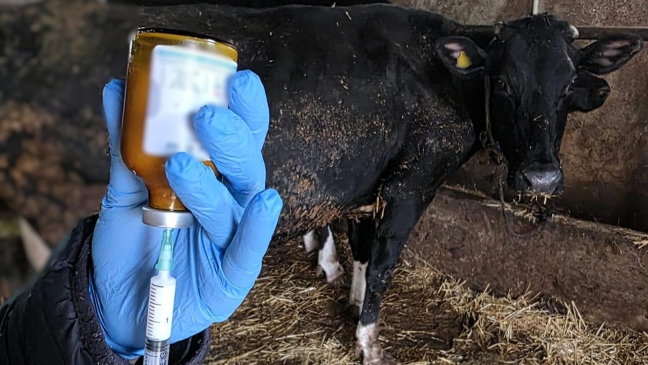 Kırklareli’nde büyükbaş hayvanlara şap aşısı
