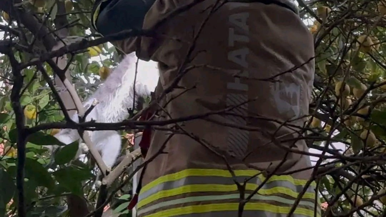 Hatay’da ağaca takılan kediyi itfaiye kurtardı
