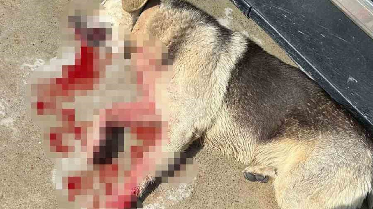 Tavuklarını yiyen köpekleri öldürünce tutuklandı
