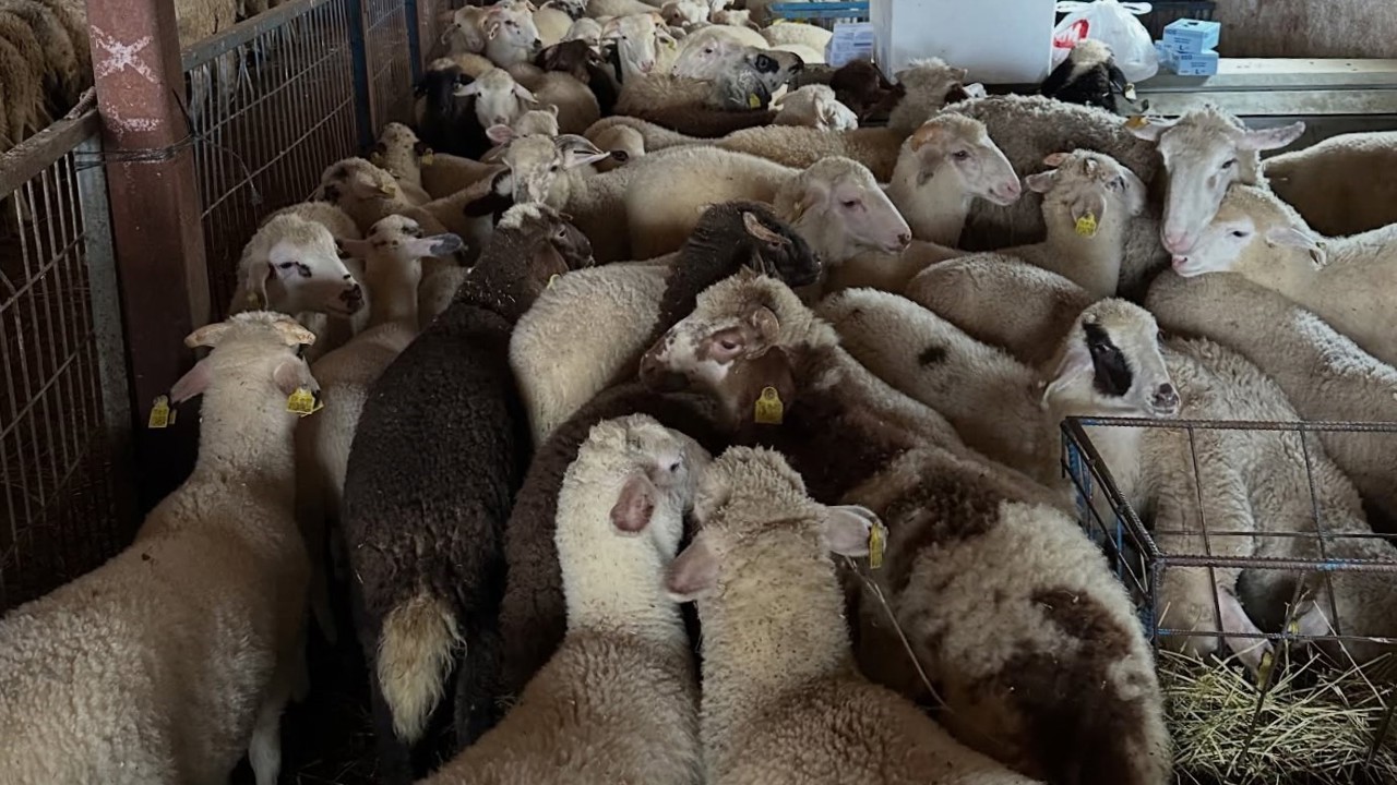 Aydıntepe’de şap hastalığına yönelik kontroller sürüyor
