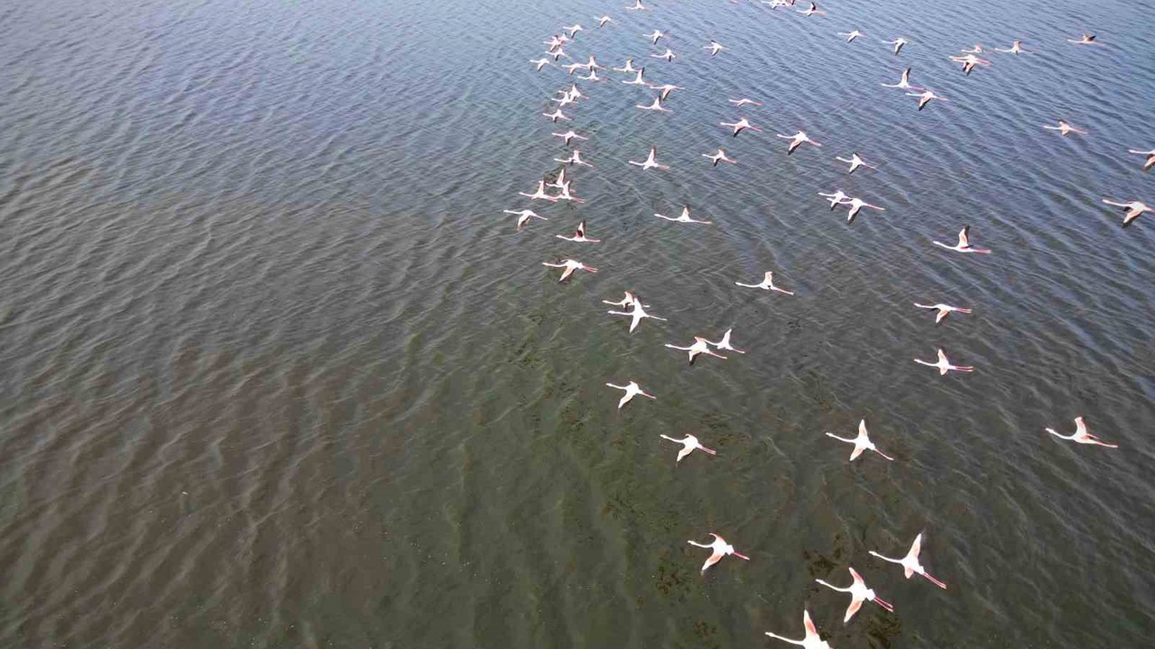 Eber Gölü’ndeki flamingolar görsel şölen sundu
